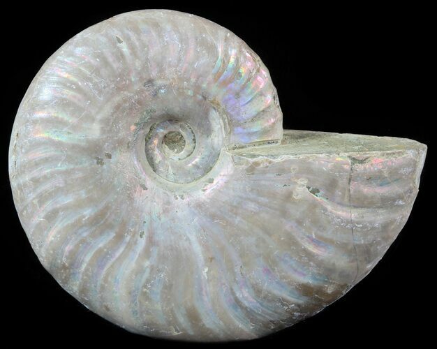 Silver Iridescent Ammonite - Madagascar #51501